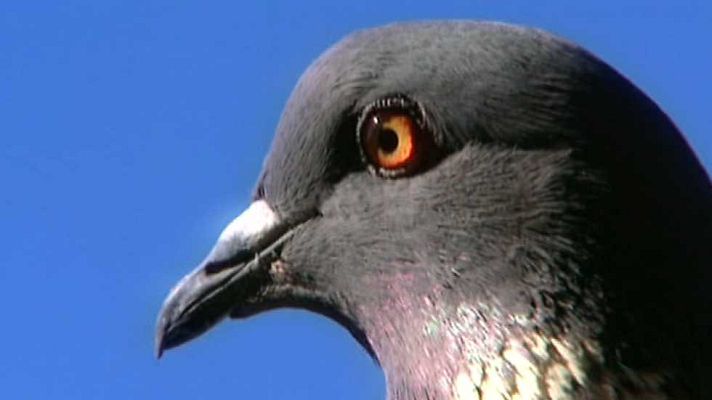 Jara y sedal - Pasión por la torcaz