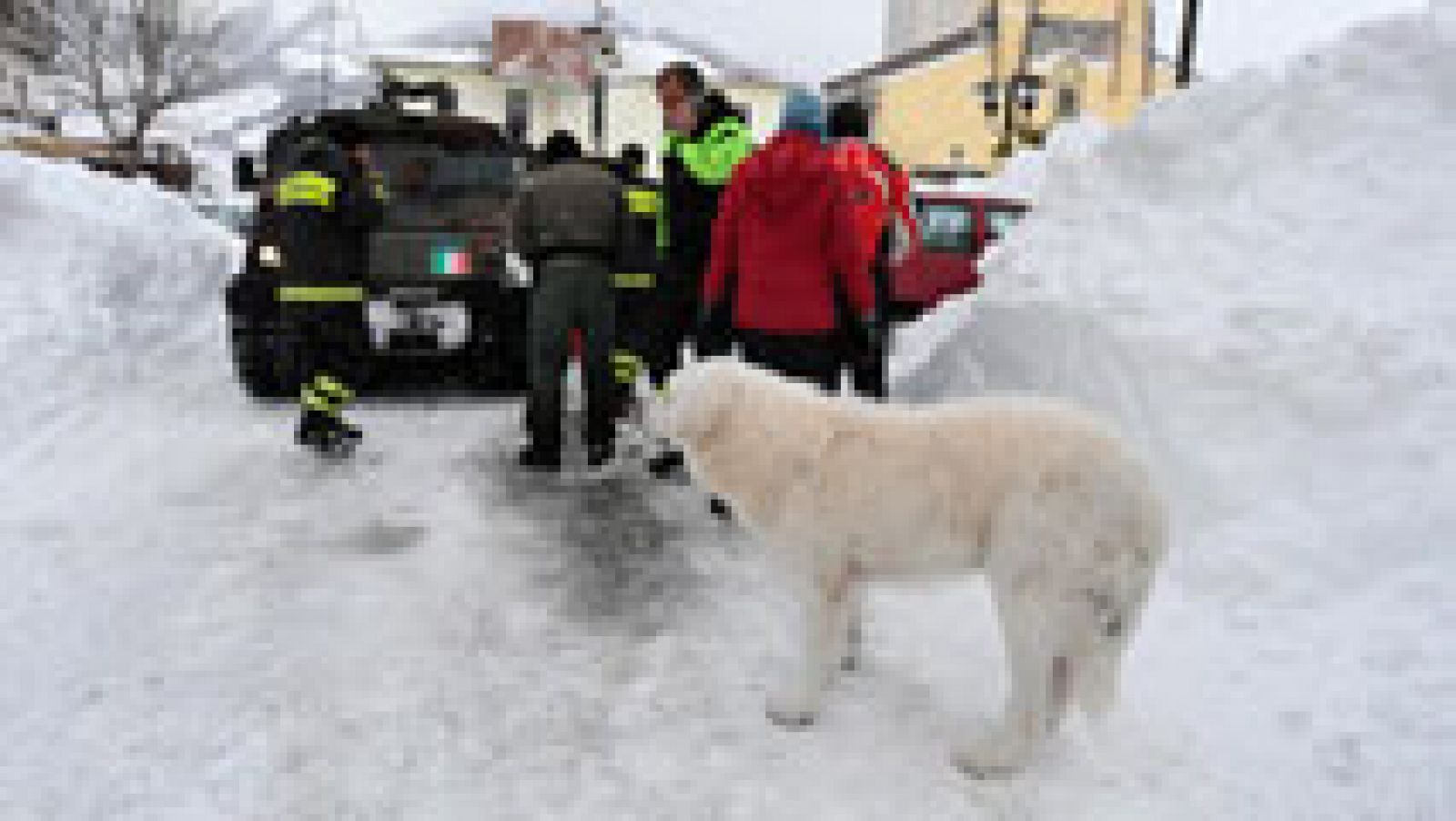 Telediario 1: Los perros ayudan a salvar a las víctimas de los aludes | RTVE Play