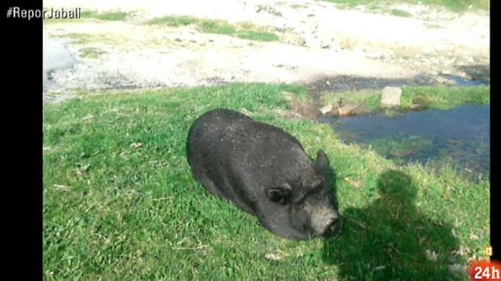 Repor - Invasión jabalí