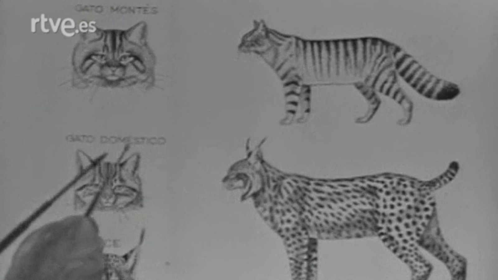 El planeta azul - La gata salvaje