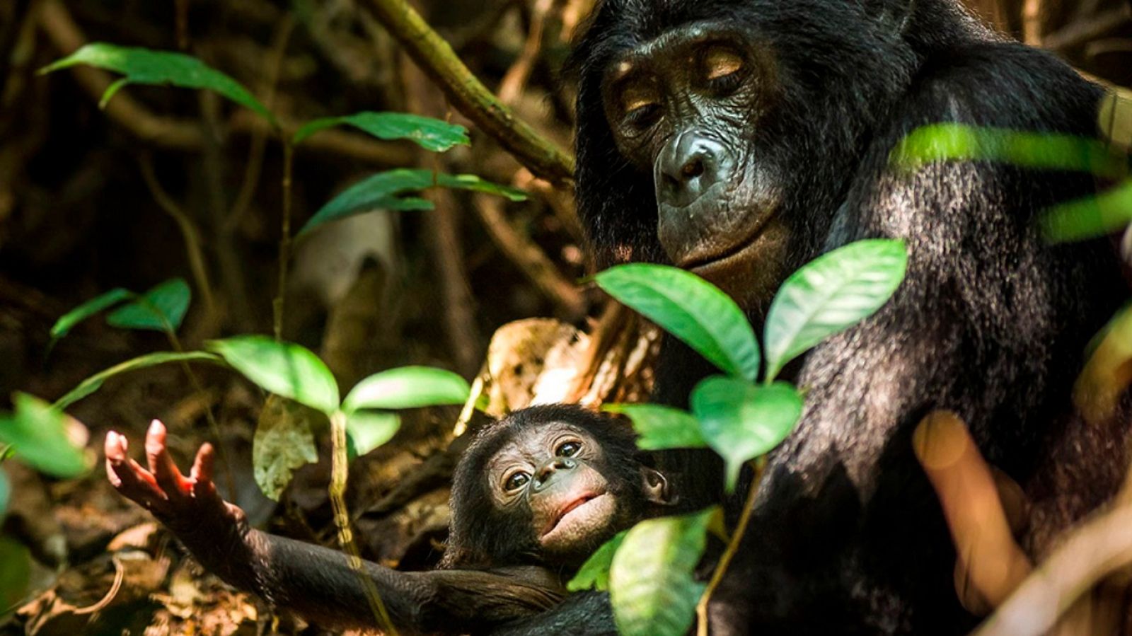 Grandes documentales - Historia de la vida: Paternidad - ver ahora