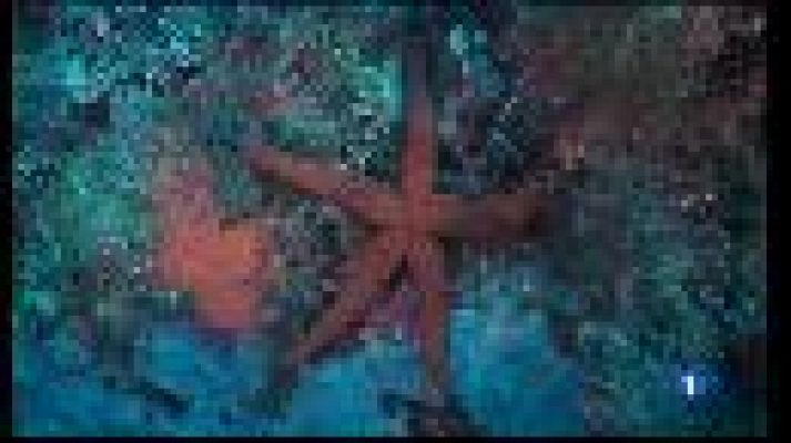 Informatiu Balear - Oceana proposa multiplicar per vuit la superfície marítima del Parc Nacional de Cabrera.