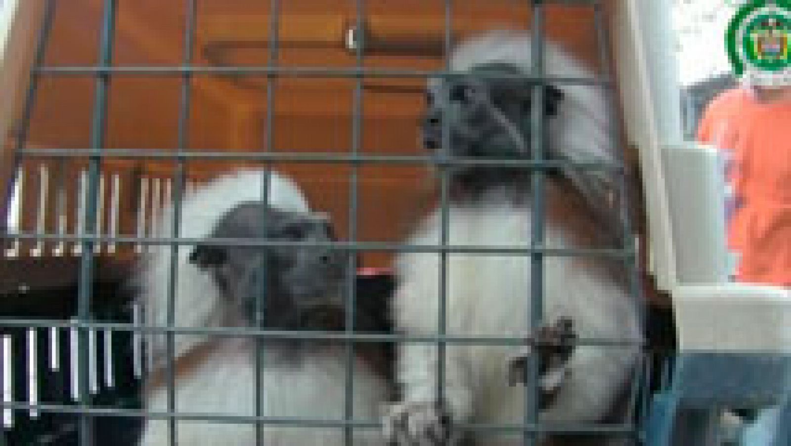 Telediario 1: El negocio del tráfico ilegal de animales exóticos en Colombia | RTVE Play