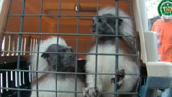 El negocio del tráfico ilegal de animales exóticos en Colombia