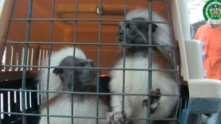 Telediario 1 - El negocio del tráfico ilegal de animales exóticos en Colombia