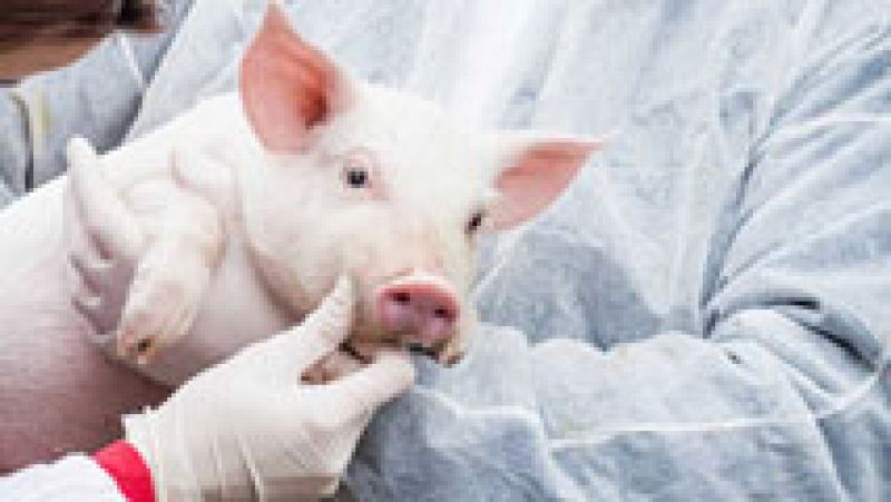 Consiguen integrar células humanas en embriones de cerdo, otro paso para crear órganos