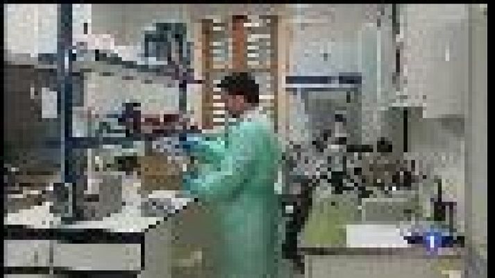 Informatiu Balear - El laboratori de sanitat vegetal analitza mostres per detectar la xylella fastidiosa