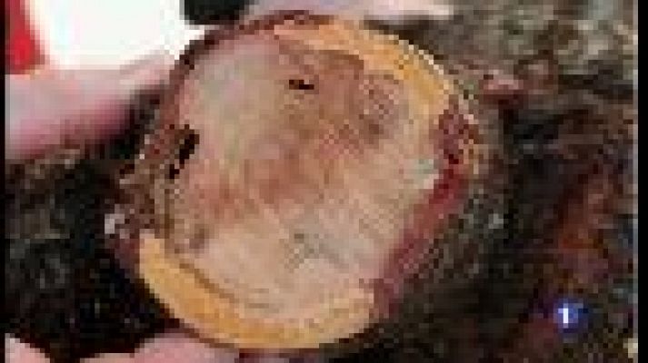 Informatiu Balear - El pla de contenció a les Balears afectarà l'exportació de material de plantació