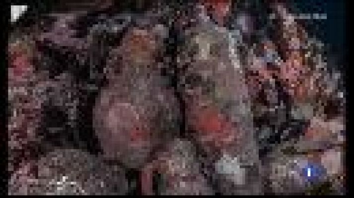 Informatiu Balear - Descobert un nou derelicte amb més de mil àmfores al Parc Nacional de Cabrera