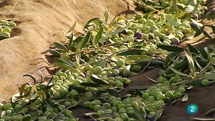 Agrosfera - Agrosfera - 28/01/17