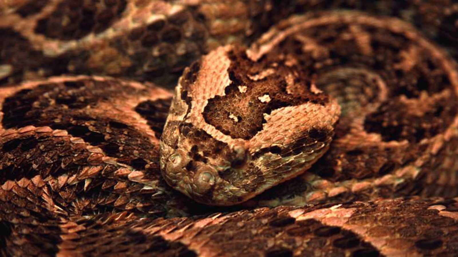 Grandes documentales - Secretos de la Australia salvaje: serpientes