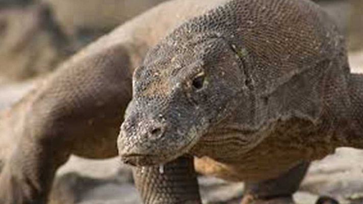 Grandes documentales - El fracaso en la caza: buscar y destruir