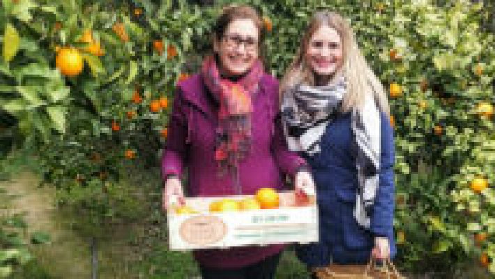 Naranjas al calor de un olivo