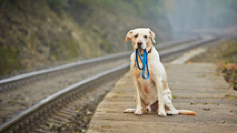 Perder a una mascota es muchas veces, para sus dueños, como perder a un miembro de la familia. Wizapet es una aplicación de móvil que ayuda a encontrarlas. Permite lanzar una alerta de la pérdida o avisar si se encuentra alguna. Esta aplicación gratu