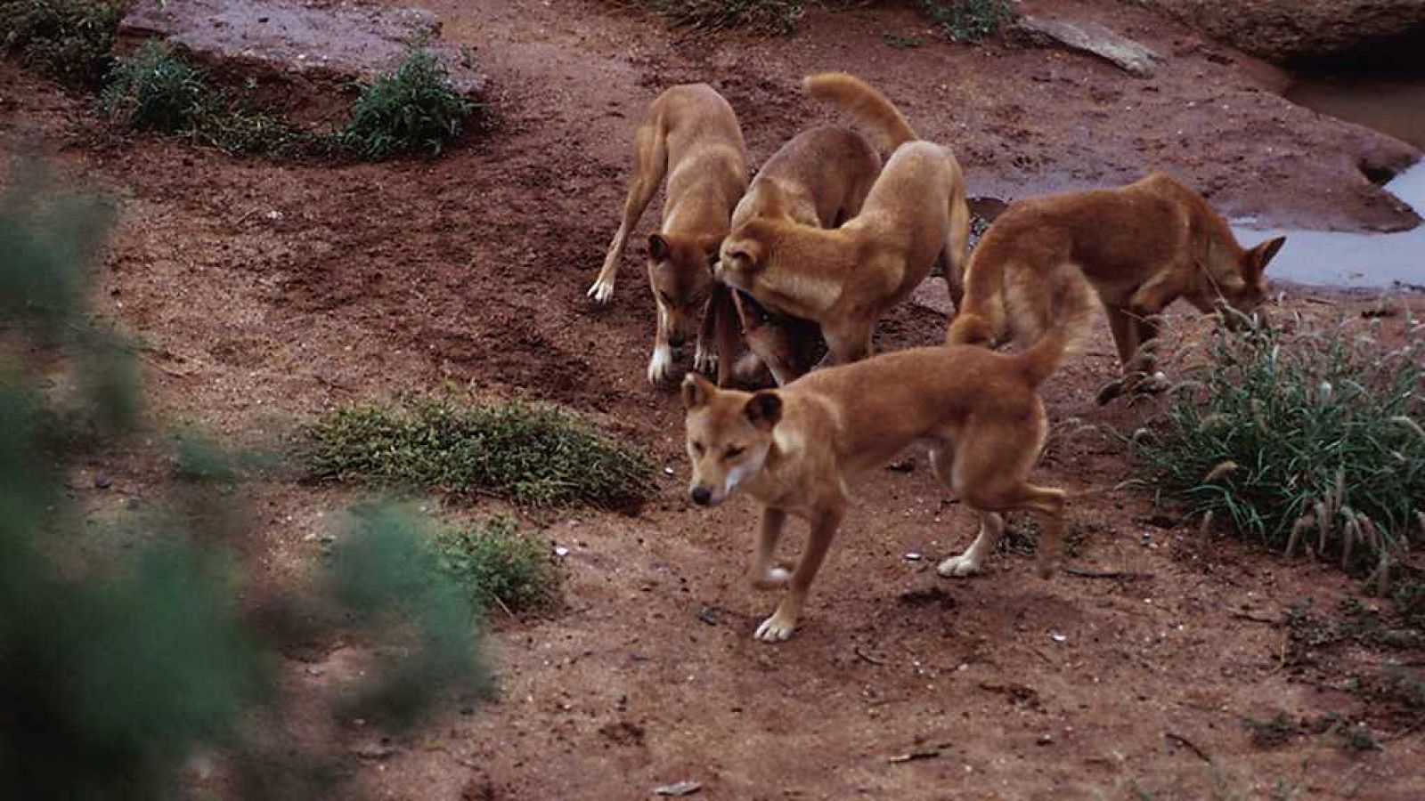 Grandes documentales - Secretos de la Australia Salvaje: El dingo