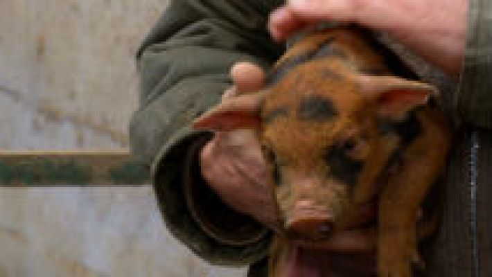 Aquí la Tierra - Cerdos únicos