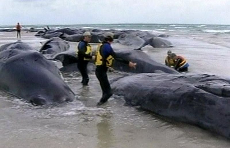 48 cachalotes varados mueren en costas australianas