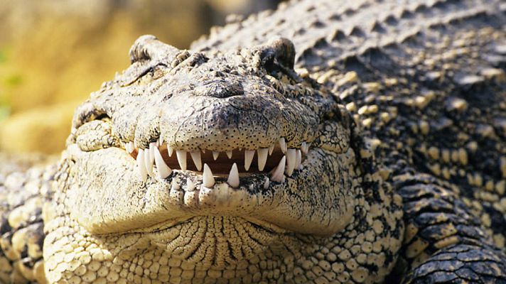 Secretos de la Australia salvaje: El cocodrilo
