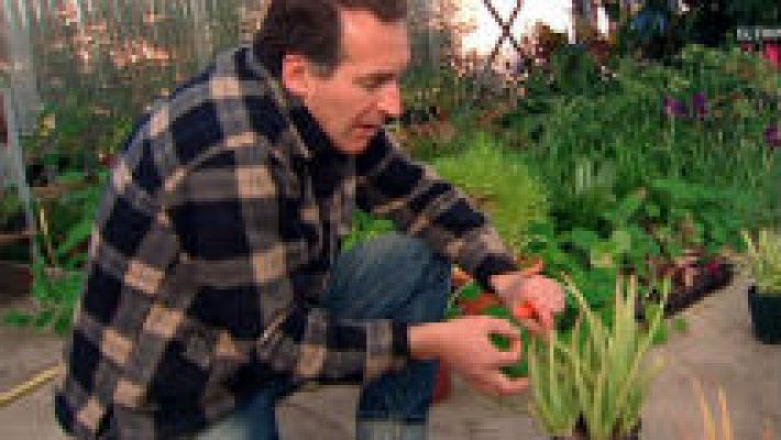 Aquí la Tierra - Aloe vera, la planta mágica