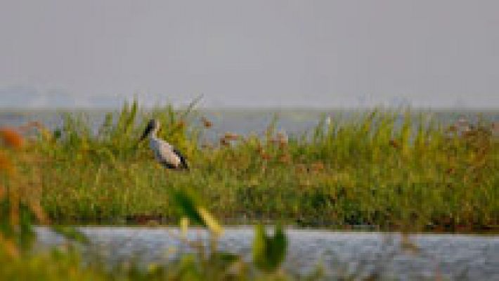 Los humedales, un tesoro ecológico amenazado