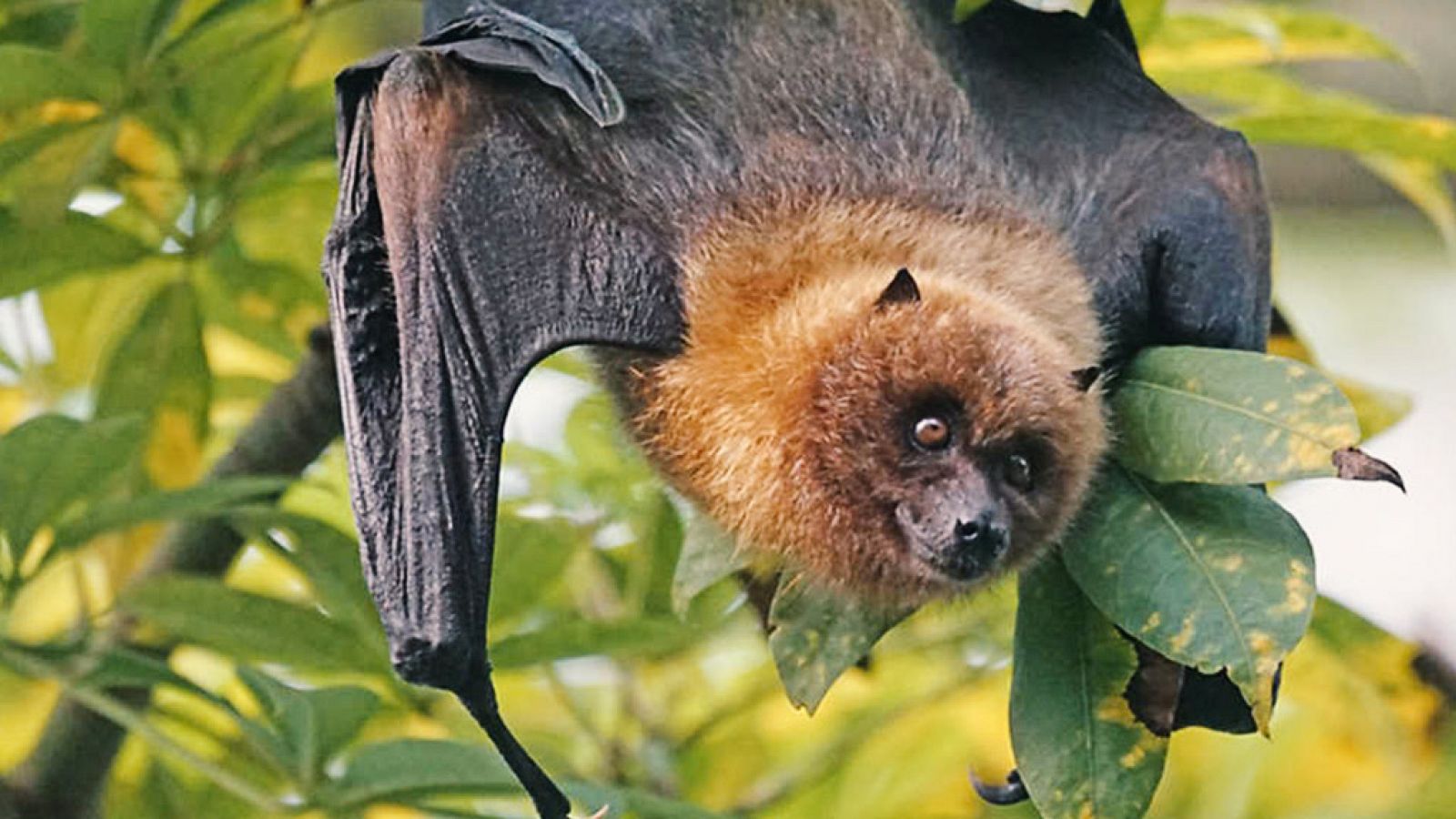 Grandes documentales - Secretos de la Australia salvaje: El zorro volador