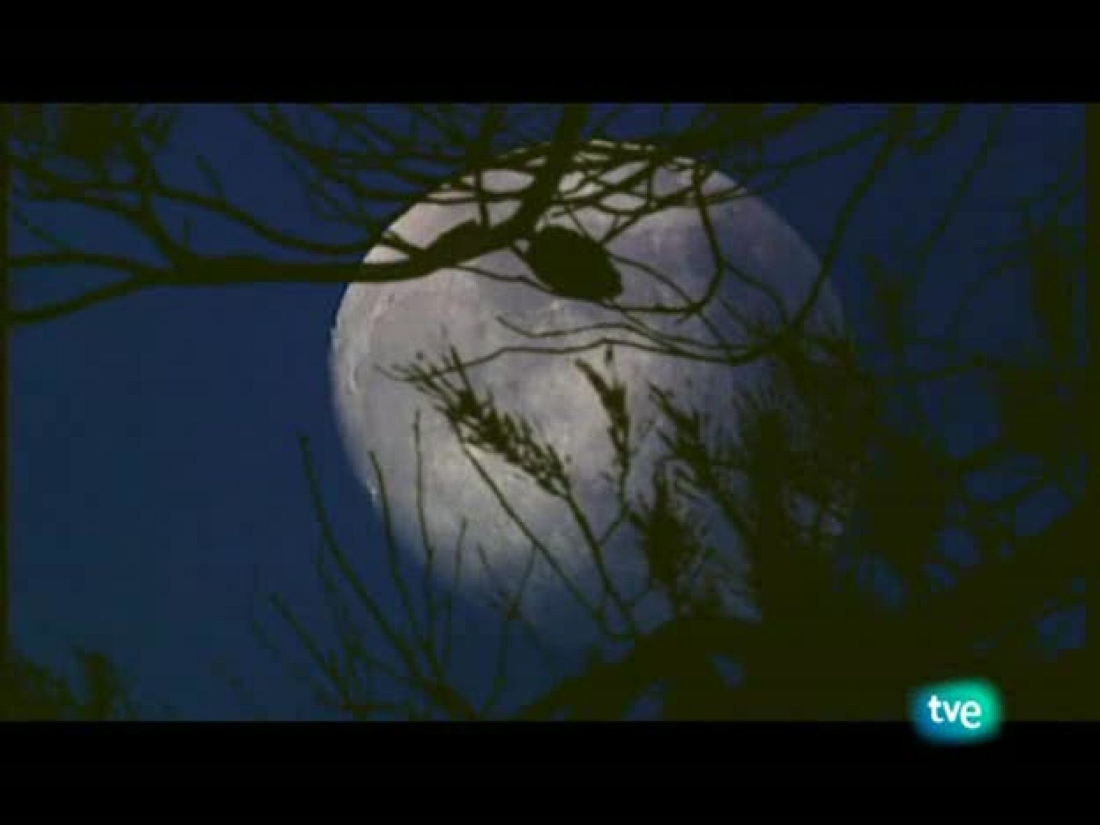 Jara y sedal - El arte cinegético - Jara y sedal | Ver