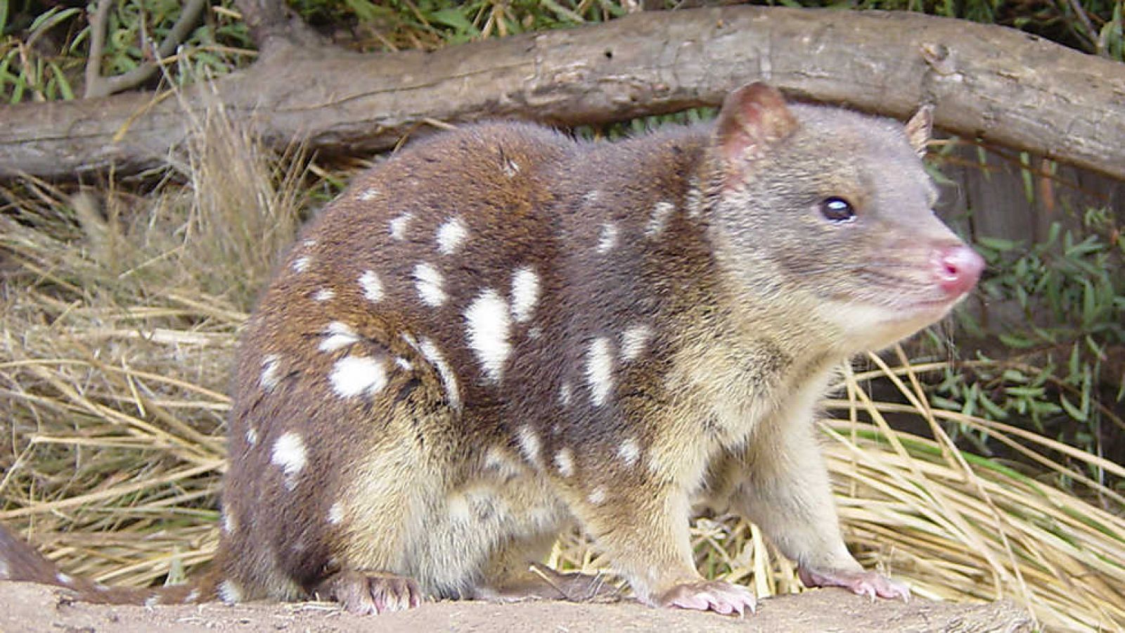 Grandes documentales - Secretos de la Australia salvaje: Los mini marsupiales