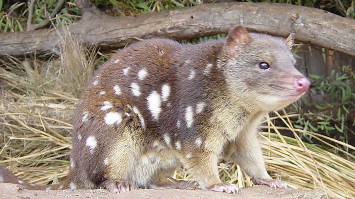 Secretos de la Australia salvaje: Los mini marsupiales