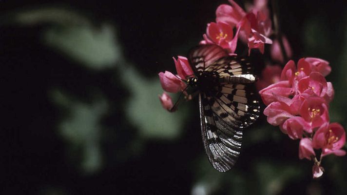 Grandes documentales - Secretos de la Australia salvaje: Mariposas y otros insectos