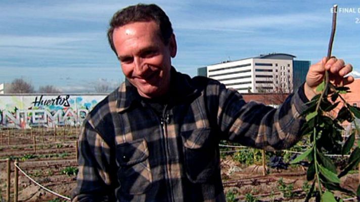 Aquí la Tierra - Cómo plantar laurel en casa