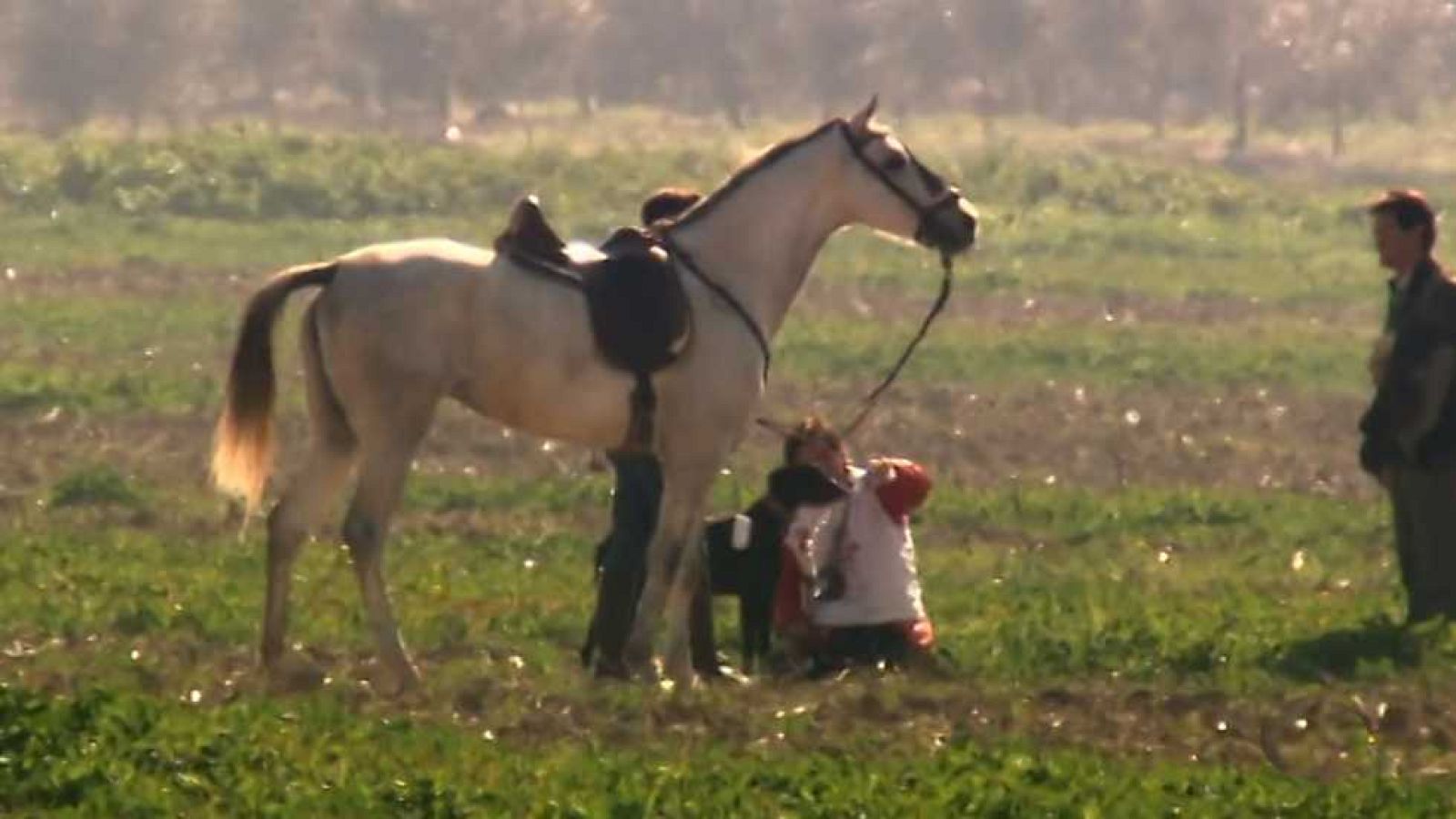 Jara y sedal - LXXIX Campeonato de España de Galgos, Osuna 2017 - ver ahora