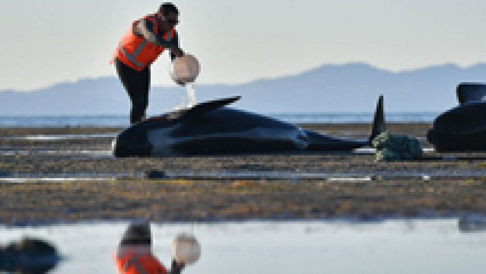 650 ballenas varadas
