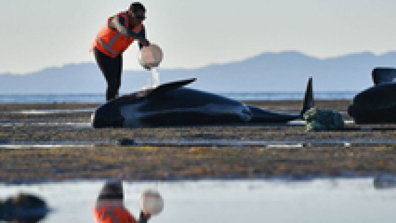 En Nueva Zelanda hasta 650 ballenas se han acercado a una playa por causas desconocidas