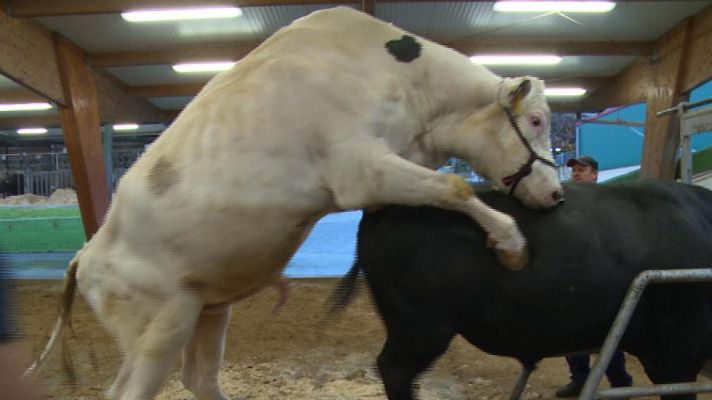 Un toro de Aberekin en plena faena