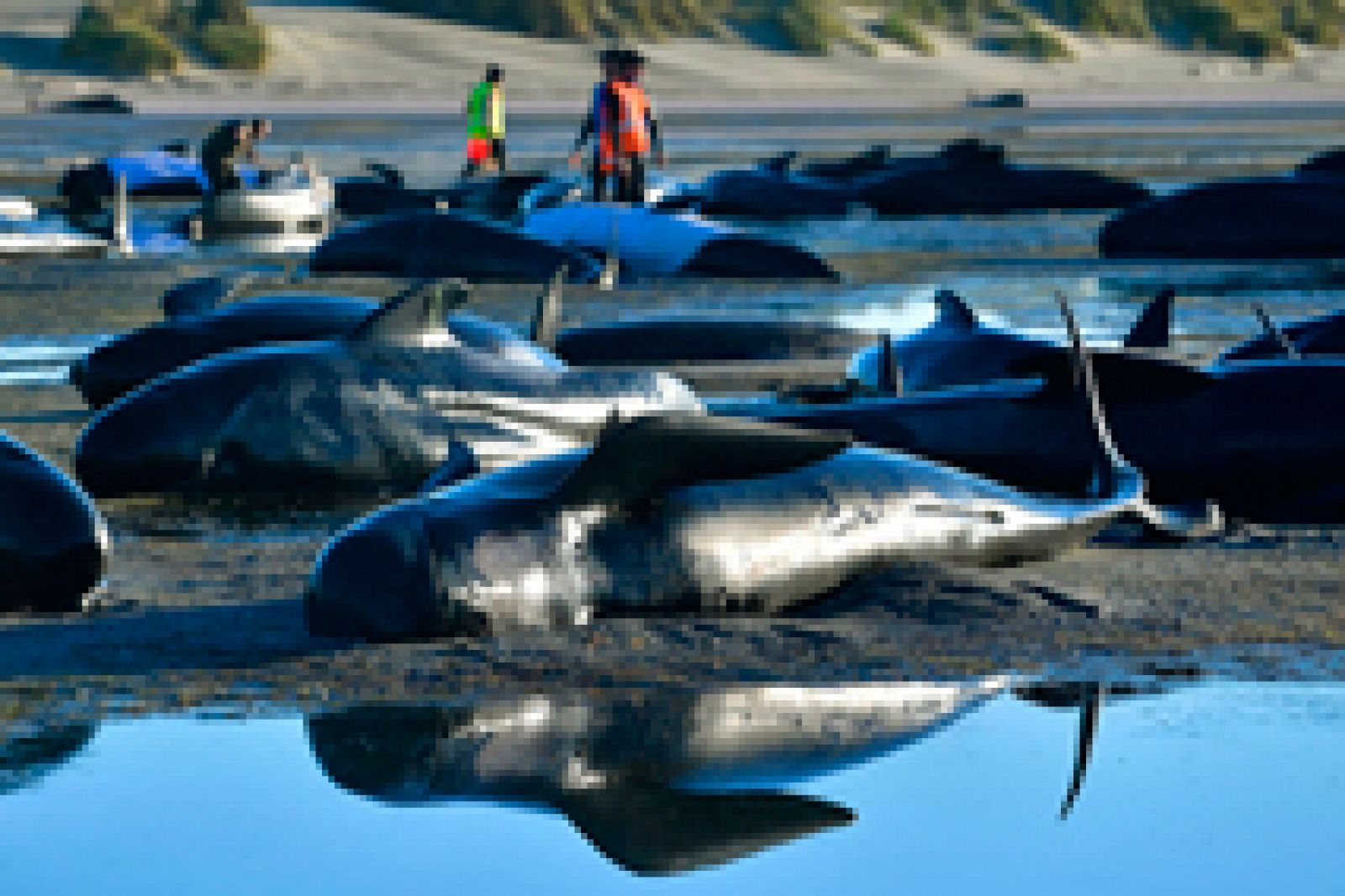 Los cadáveres de 300 ballenas varadas en Nueva Zelanda podrían estallar por acumulación de gases