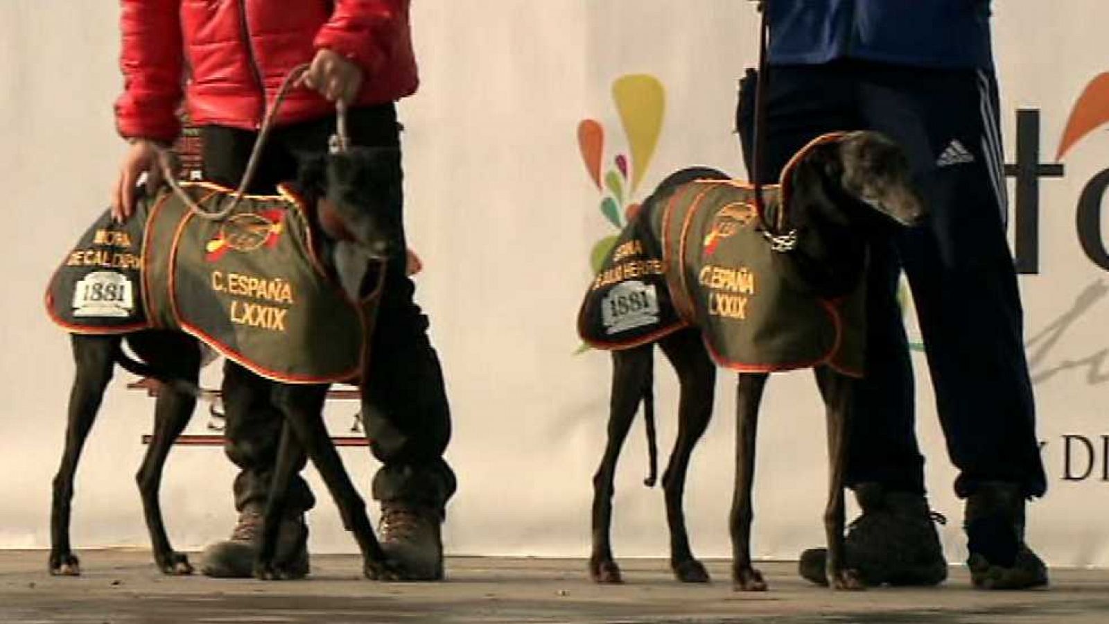 Jara y sedal - LXXIX Cto. España de galgos Osuna 2017