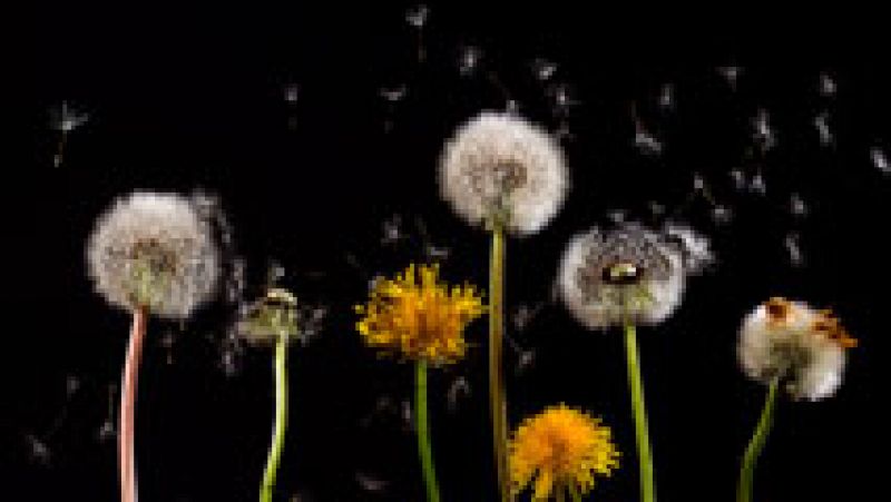 Los alérgicos ya han comenzado a sufrir molestias por el polen