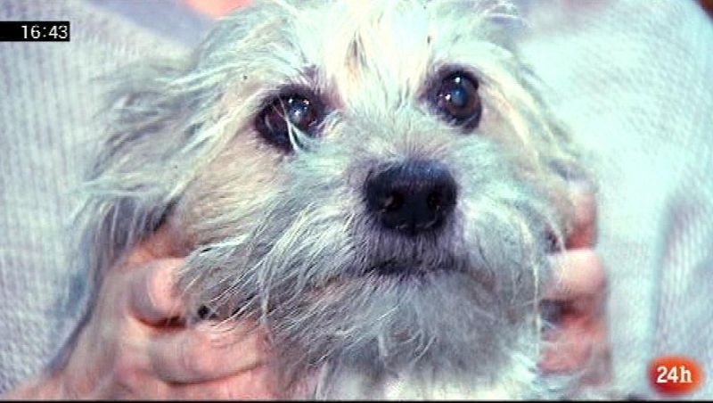 Parlamento - El reportaje - Animales en el Código Civil - 18/02/2017