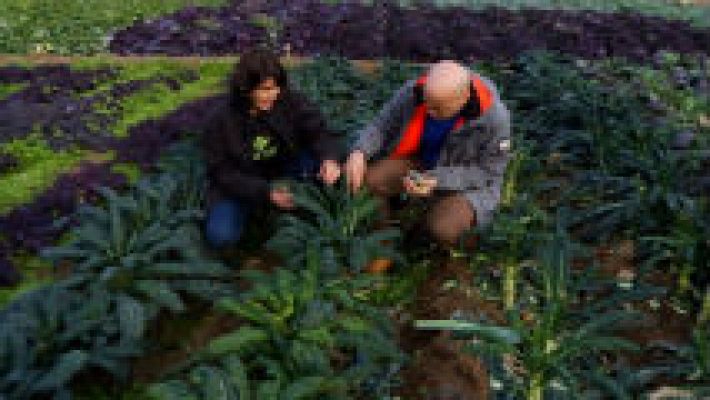 Aquí la Tierra - Coles que sorprenden