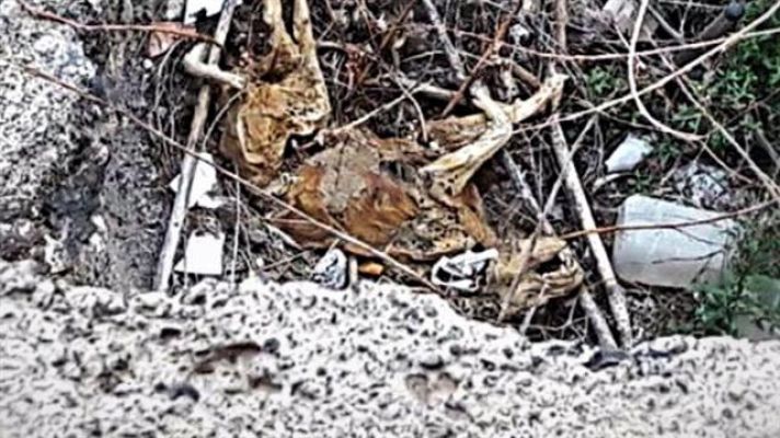 Telecanarias - Canarias en 2' - 20/02/2017