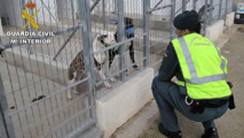 Muere un hombre tras ser atacado por cinco perros de raza peligrosa en Alicante 