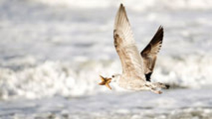 El tiempo - El litoral mediterráneo andaluz, en aviso por riesgo por fuerte oleaje