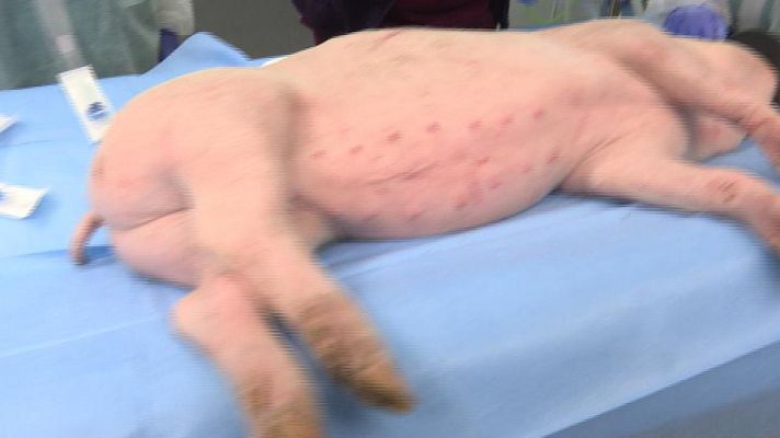 Repor - Animales bajo lupa - Avance