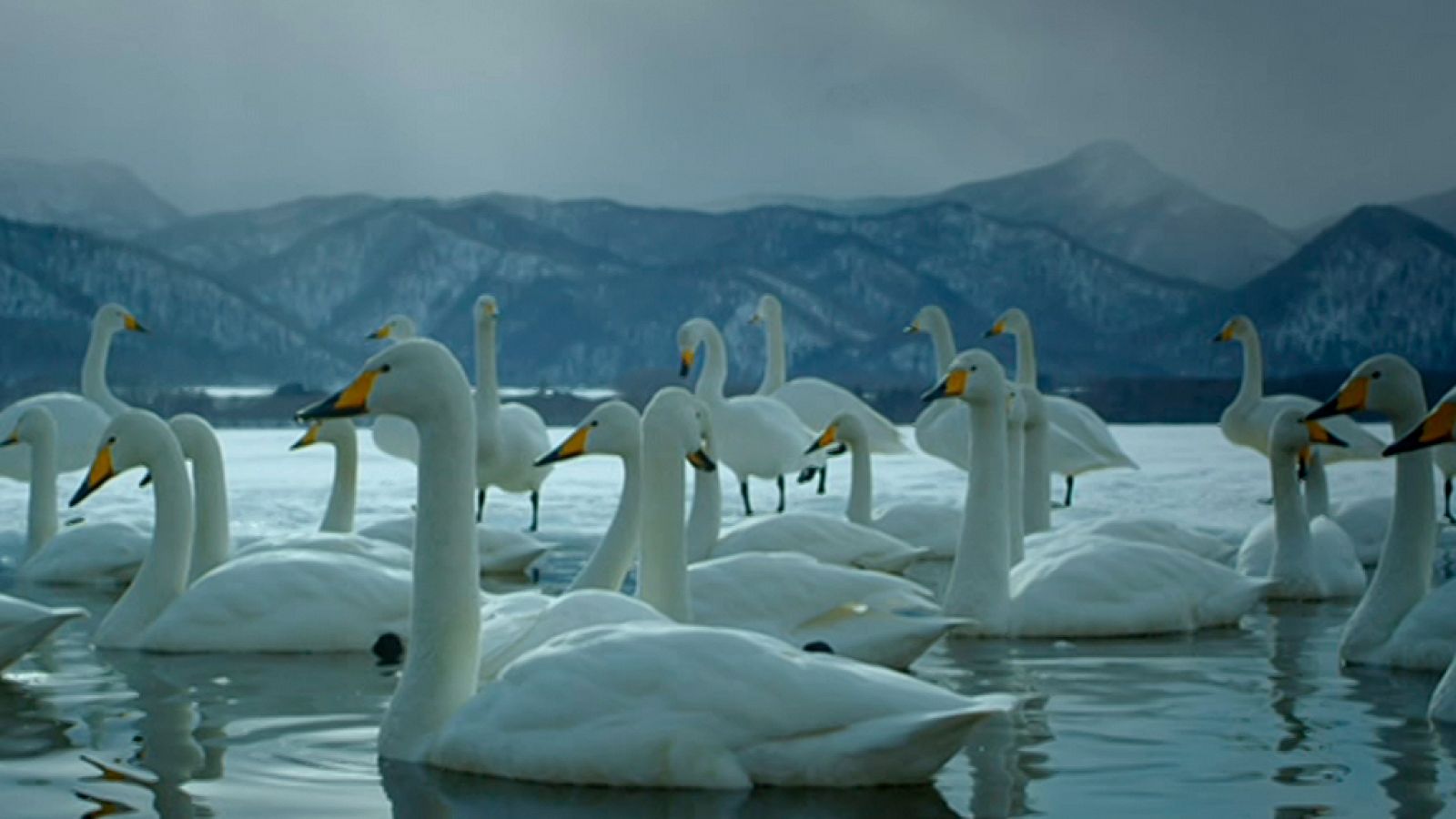 Grandes documentales - Japón salvaje: Hokkaido - ver ahora