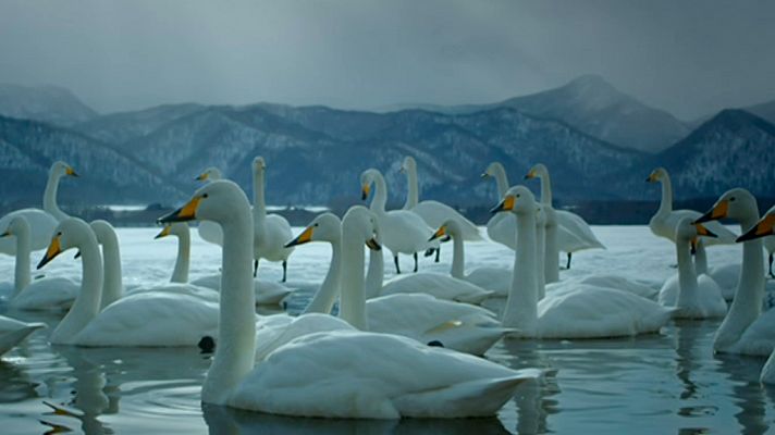 Grandes documentales - Japón salvaje: Hokkaido