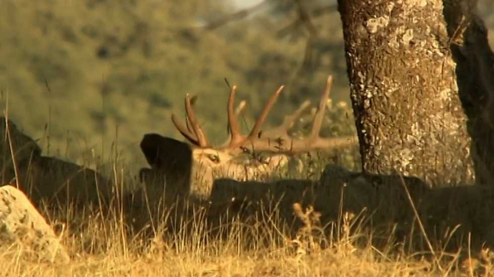 Jara y sedal - La llamada del otoño - ver ahora