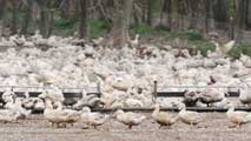 Ganaderos piden a la Generalitat que se acelere la tramitación de ayudas a los productores de las explotaciones afectadas por el brote de gripe aviar
