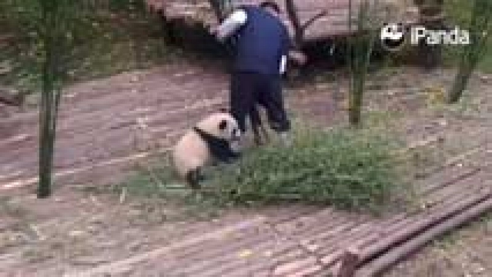 Telediario 1: El vídeo del oso panda que se ha vuelto viral  | RTVE Play
