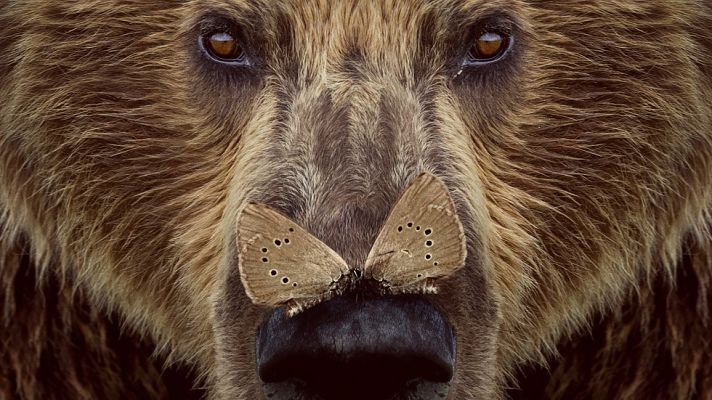 Cultura en Rtve.es - RTVE.es estrena el tráiler de 'Cantábrico', el documental sobre un territorio salvaje y mágico