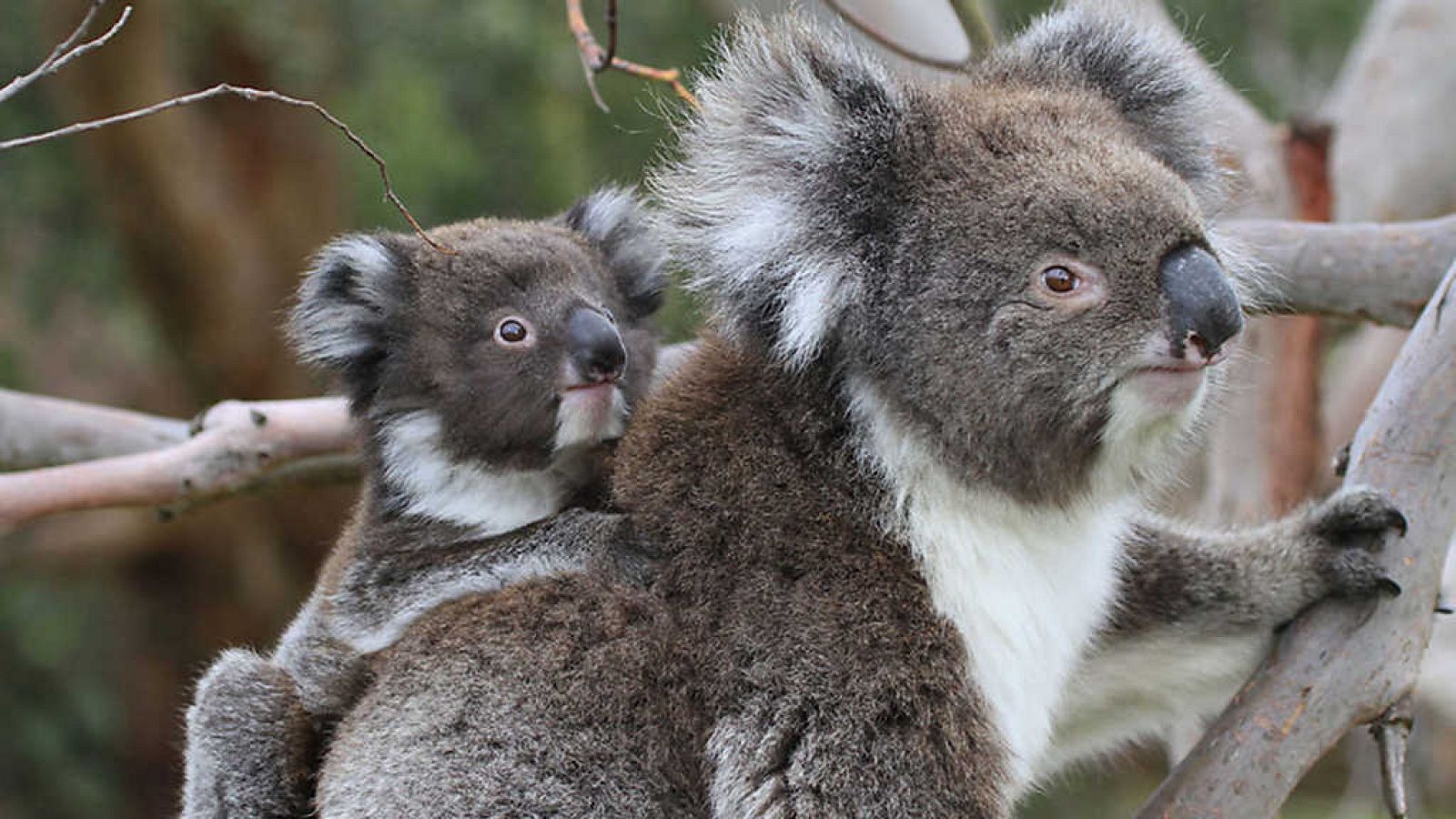 Grandes documentales - La vida secreta de los koalas: El país de los koalas